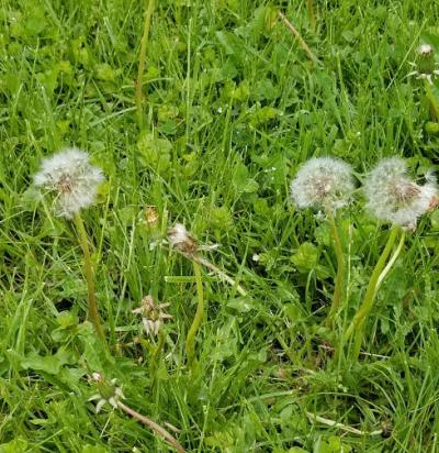 "cotton candy" "cotton candy"