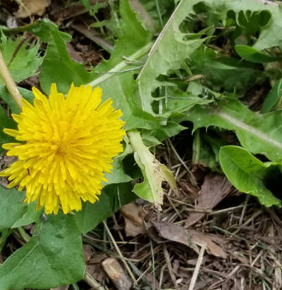 "royal dandy" "royal dandy"